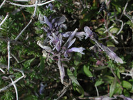 Polygala venulosa