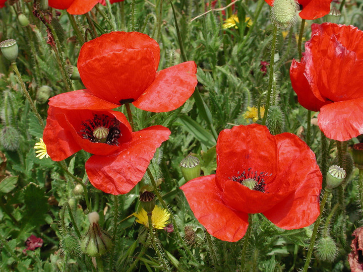 Papaver rhoeas