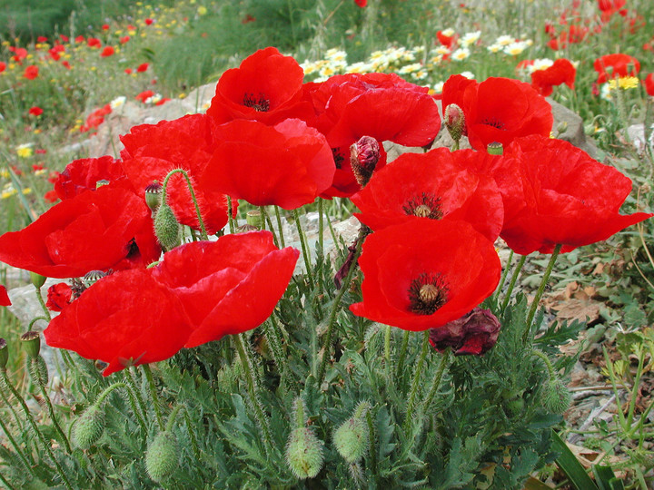 Papaver rhoeas