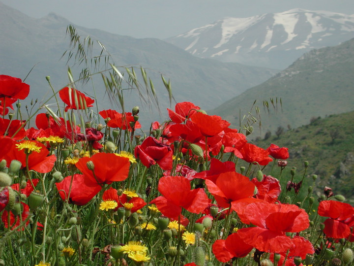 Papaver rhoeas