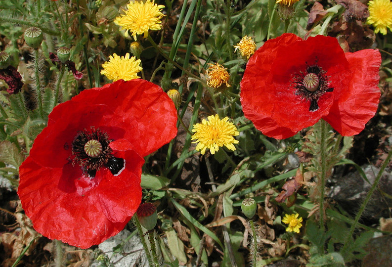 Papaver rhoeas