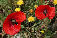 Papaver rhoeas