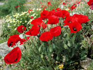 Papaver rhoeas