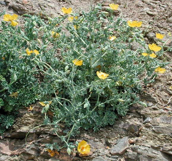 Glaucium flavum