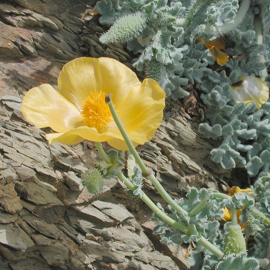 Glaucium flavum