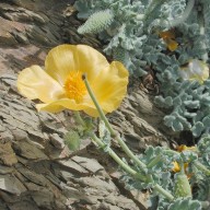 Glaucium flavum