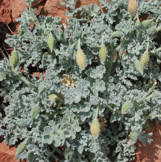 Glaucium flavum