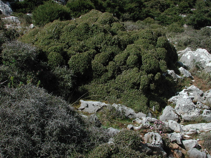 Quercus coccifera