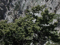 Cupressus sempervirens ssp. horisontalis