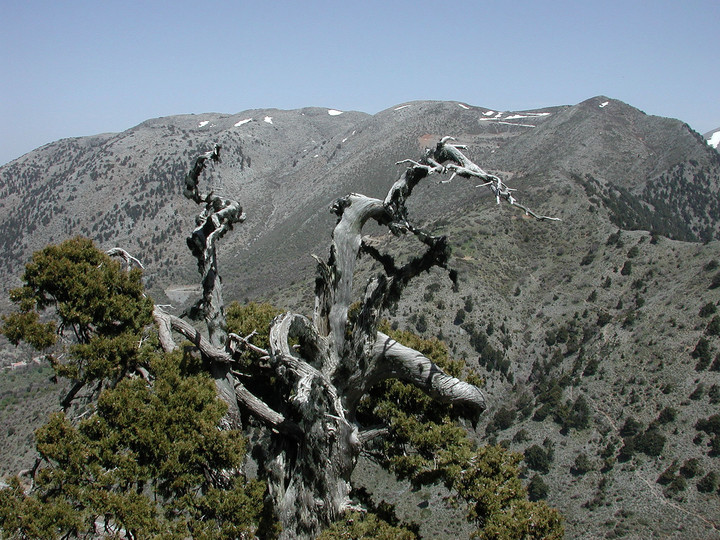 Cupressus sempervirens ssp. horisontalis