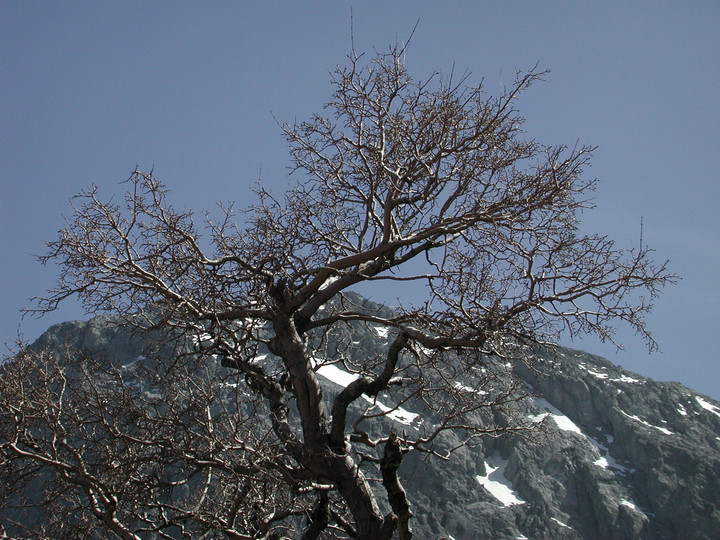 Zelkova abelica