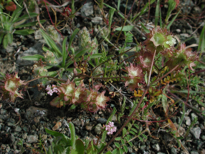 Valerianella coronata