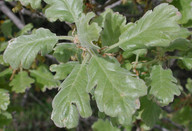 Quercus pubescens