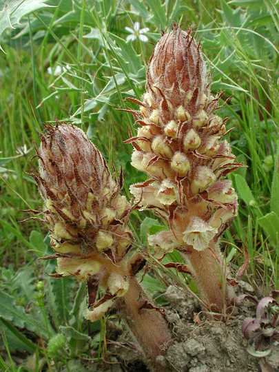 Orobanche densiflora