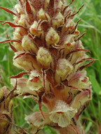 Orobanche densiflora