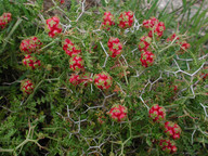 Sarcopoterium spinosum