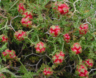 Sarcopoterium spinosum