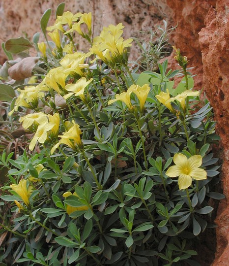 Linum arboreum