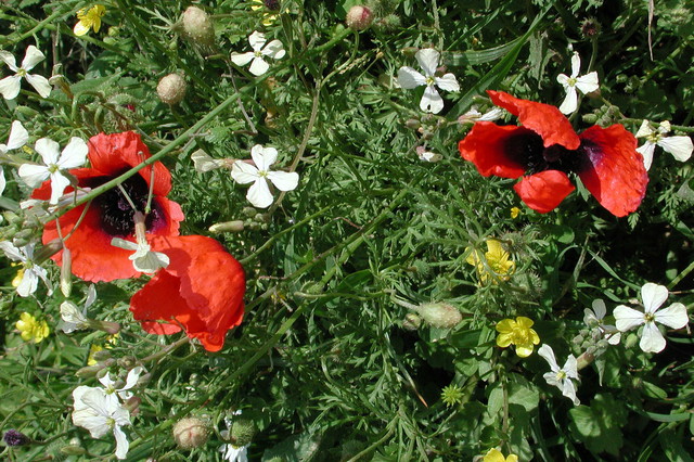 Papaver hybridum?