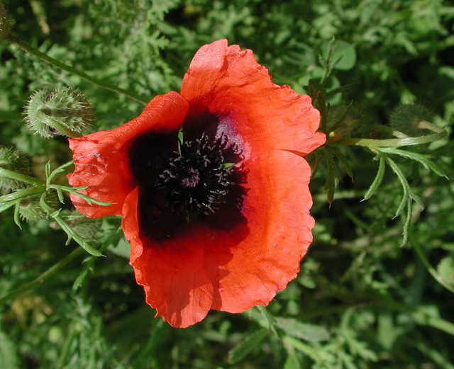 Papaver hybridum?