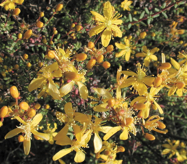 Hypericum empetrifolium