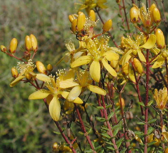 Hypericum empetrifolium