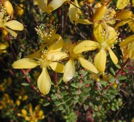 Hypericum empetrifolium