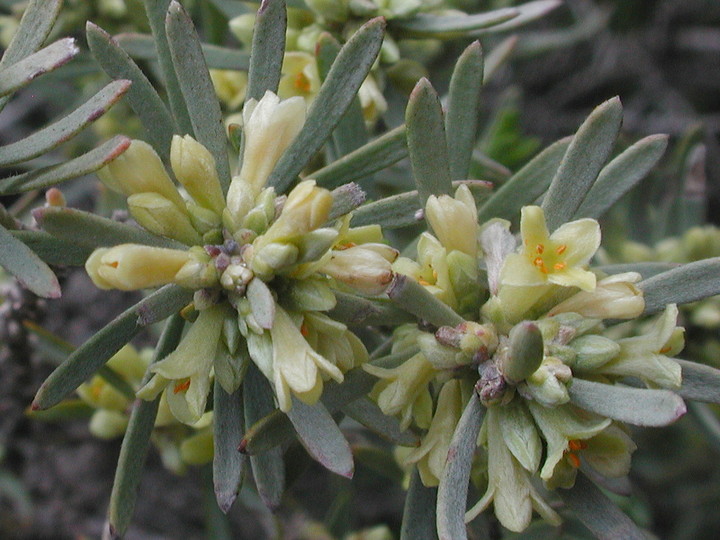 Thymelaea tartonraira