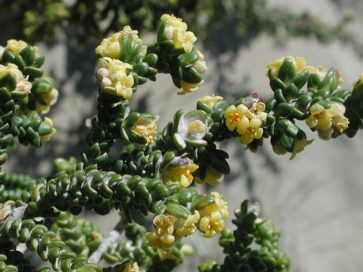 Thymelaea hirsuta