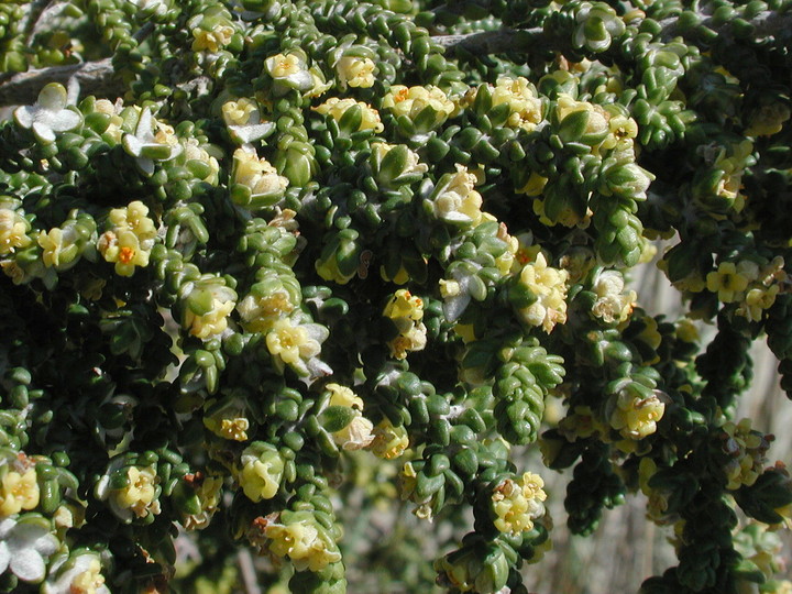 Thymelaea hirsuta