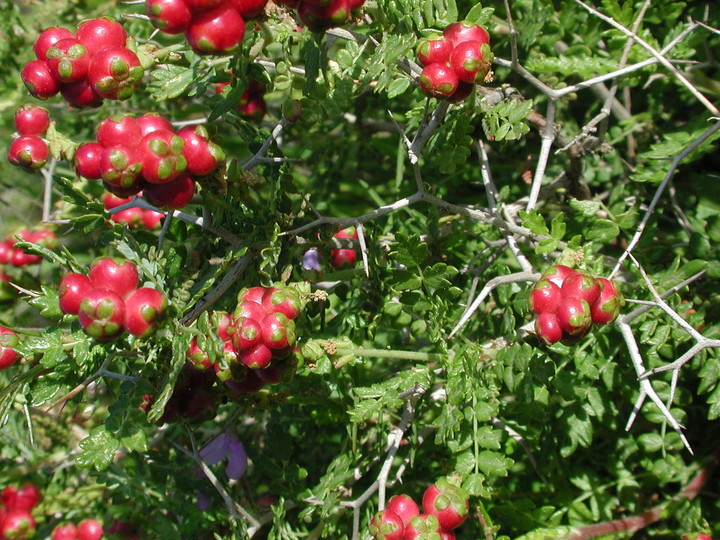 Sarcopoterium spinosum