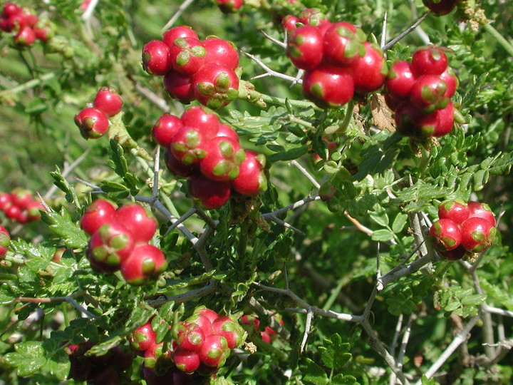 Sarcopoterium spinosum