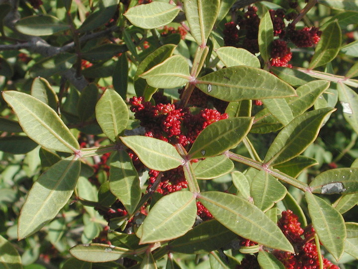 Pistacia lentiscus