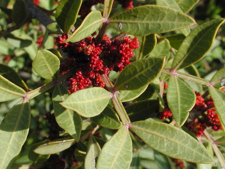 Pistacia lentiscus