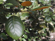 Quercus alnifolia