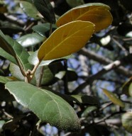 Quercus alnifolia