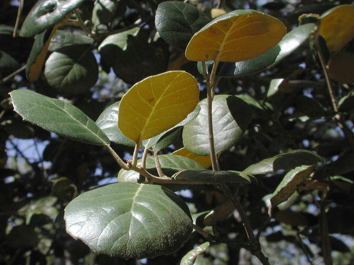 Quercus alnifolia