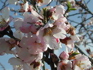 Prunus amygdalus