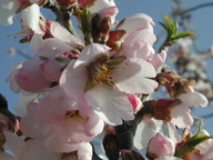 Prunus amygdalus