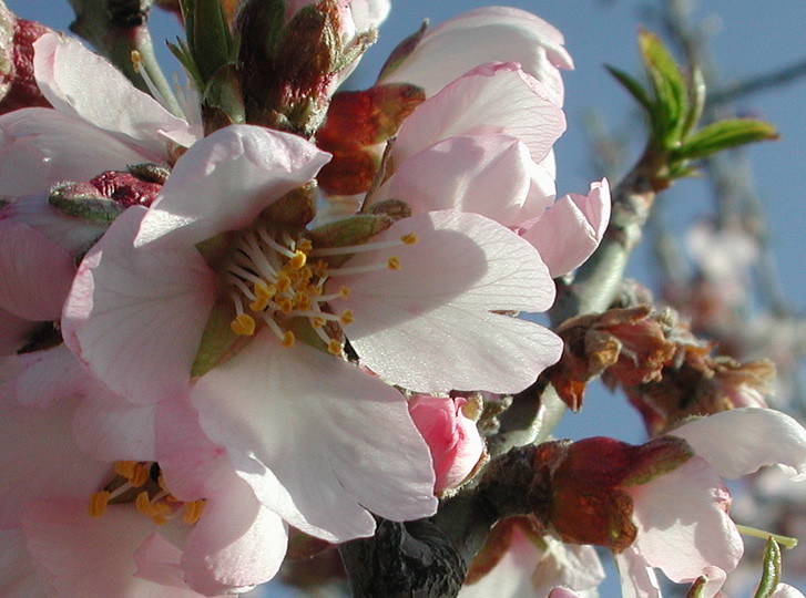 Prunus amygdalus