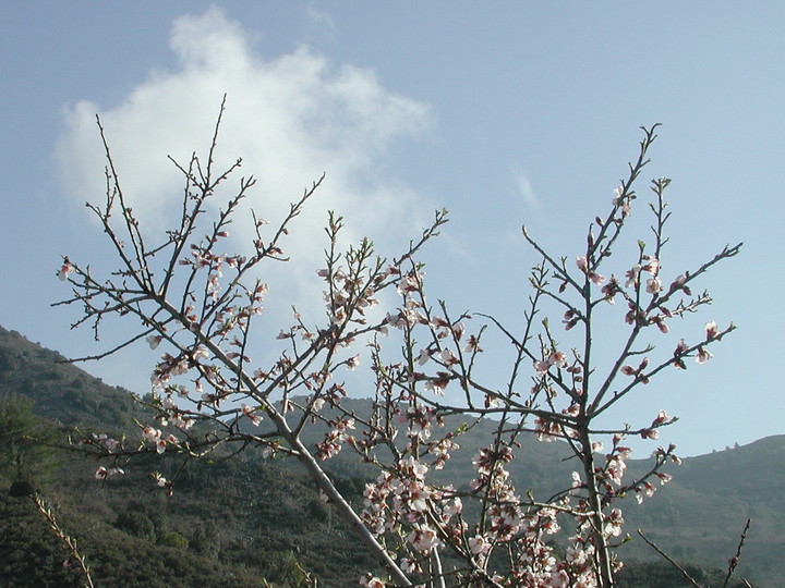 Prunus amygdalus