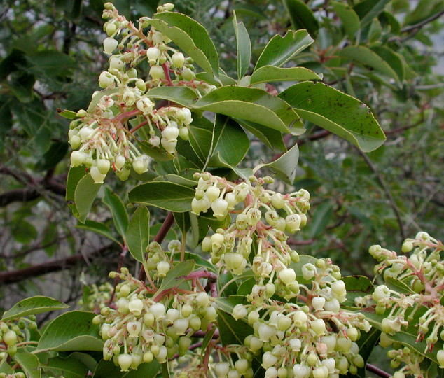 Arbutus andrachne