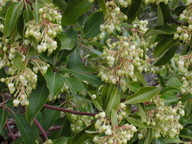 Arbutus andrachne