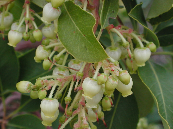 Arbutus andrachne