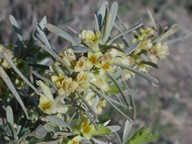 Thymelaea tartonraira