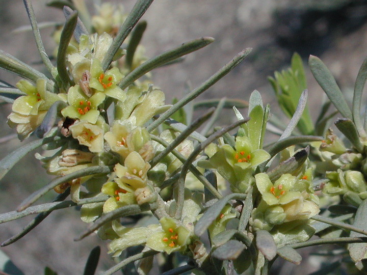 Thymelaea tartonraira