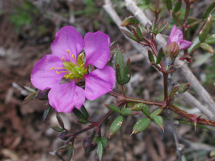 Fagonia cretica