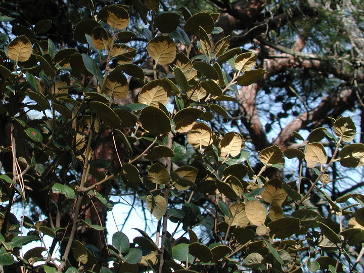 Quercus alnifolia