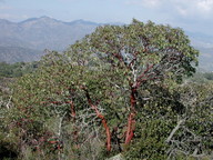 Arbutus andrachne