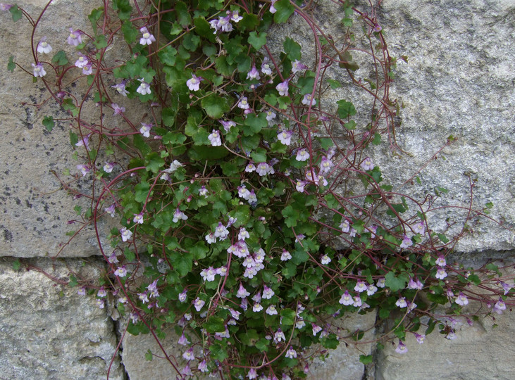 Cymbalaria muralis